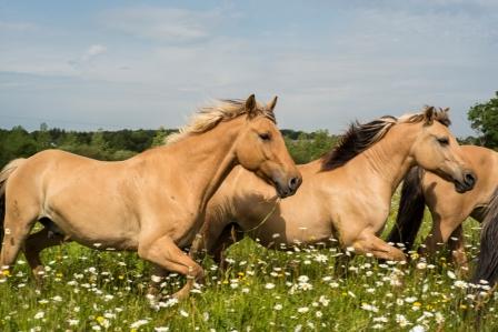 accompagnement avec le cheval